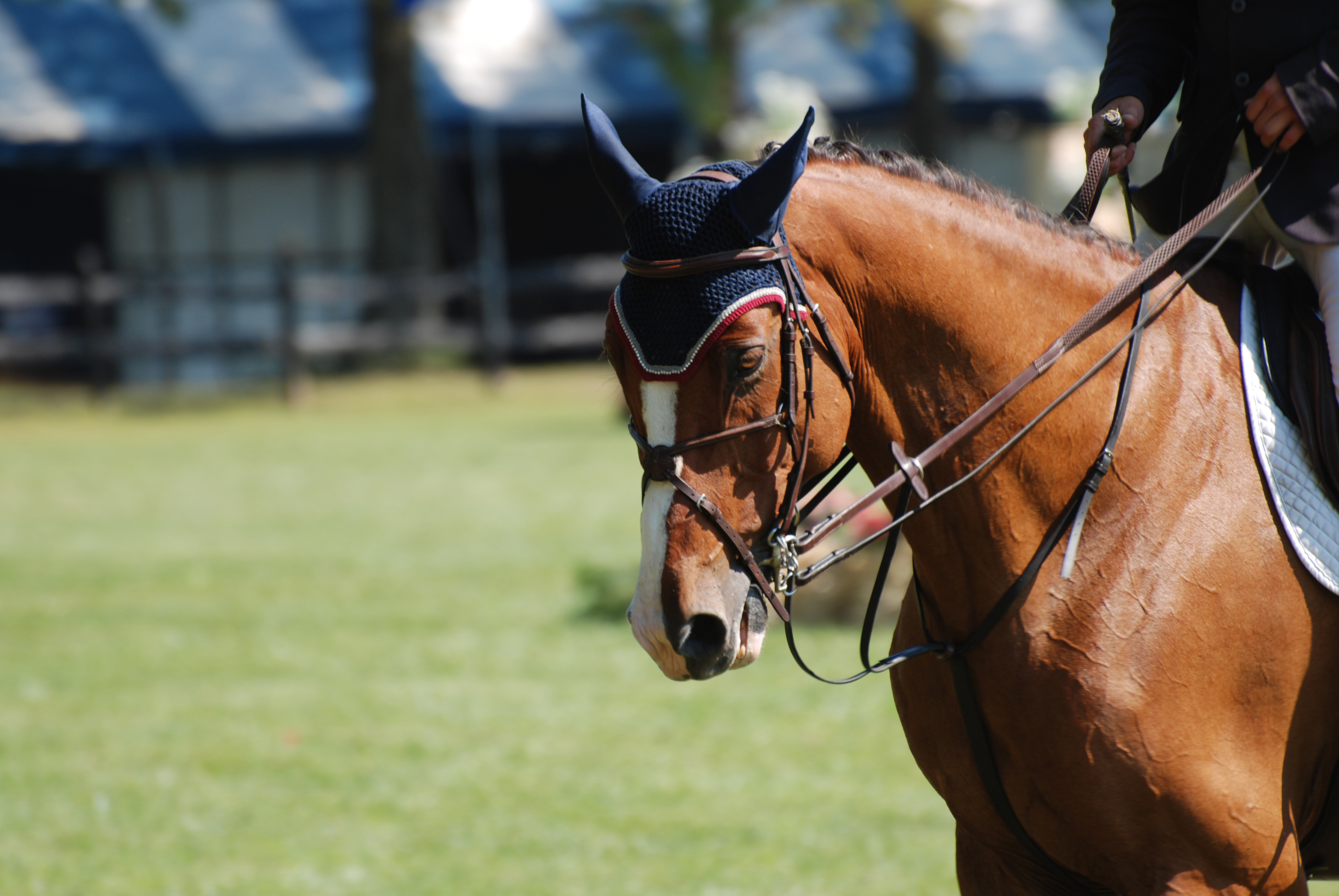 BC Dressage Judges Certiciation